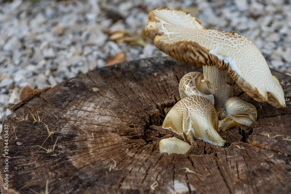 White mushroom growing on top of a tree trunk White mushroom growing on top of a tree trunk
