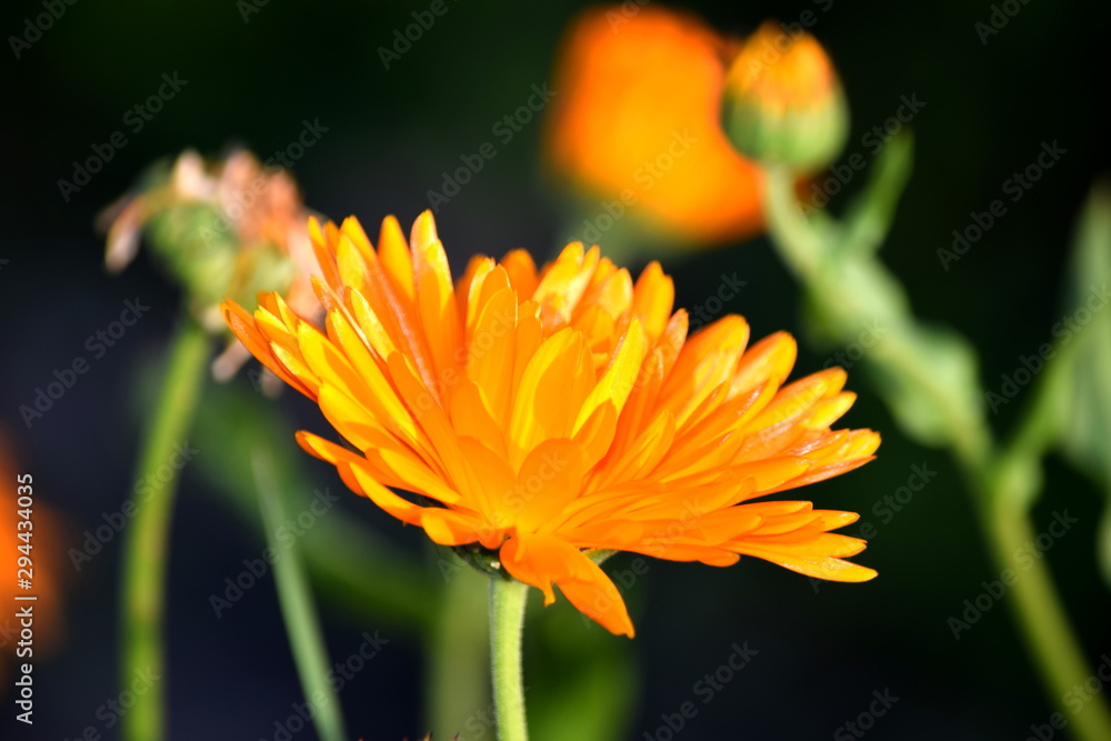 Marigold (lat. Calendula Officinalis), field of lowers in late-summer sun Marigold (lat. Calendula Officinalis), field of lowers in late-summer sun
