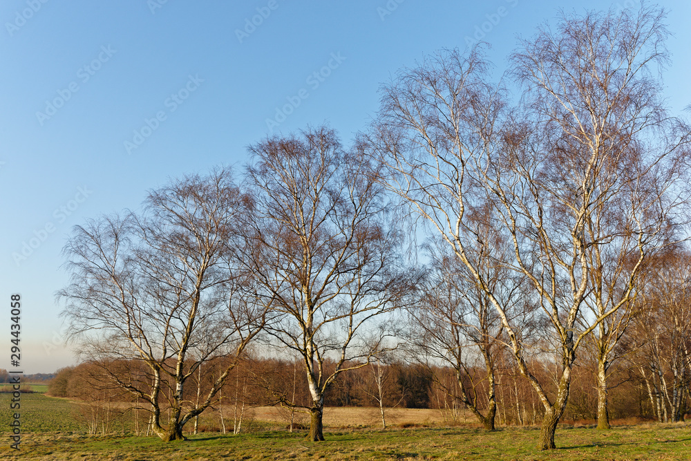 Sandbirken am Niederrhein