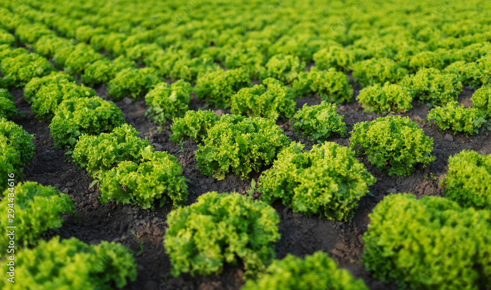 Closeup of neat rows of fresh ripe lettuce on a sunny field Closeup of neat rows of fresh ripe lettuce on a sunny field