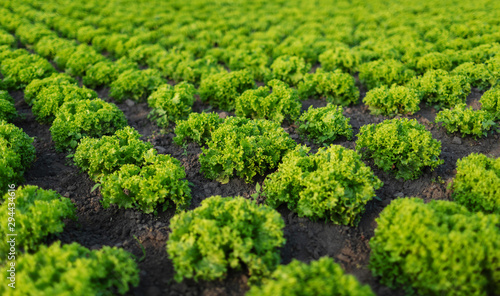 Closeup of neat rows of fresh ripe lettuce on a sunny field