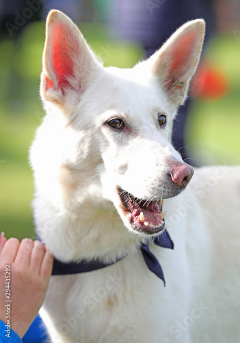 White Shepherd Dog with mouth open