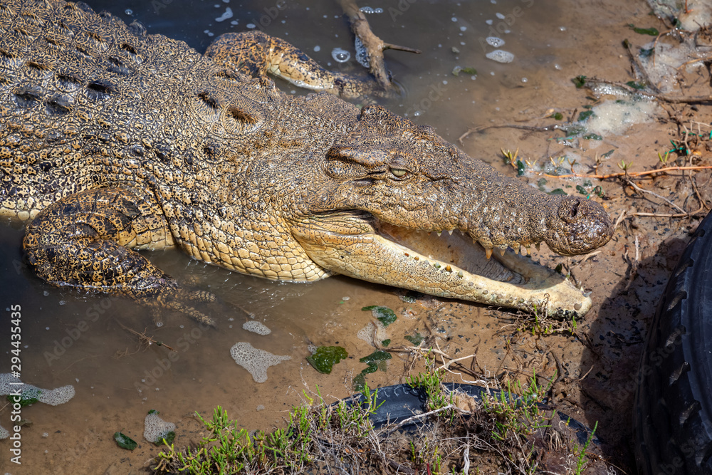 crocodile Australia