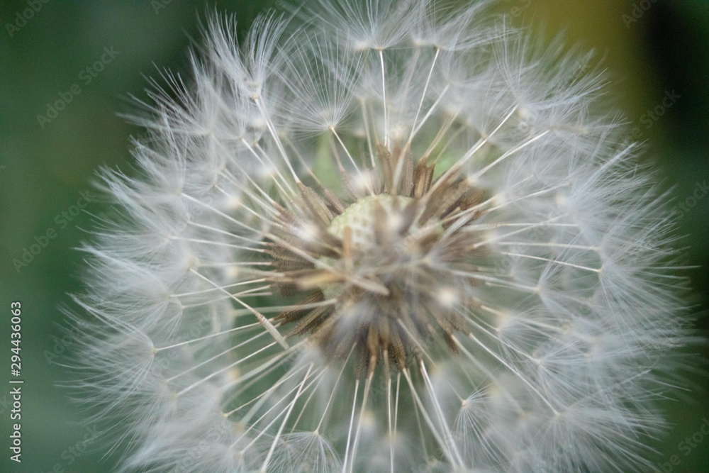 Fototapeta premium Szczegóły tekstur w przyrodzie, krople na białych kwiatach