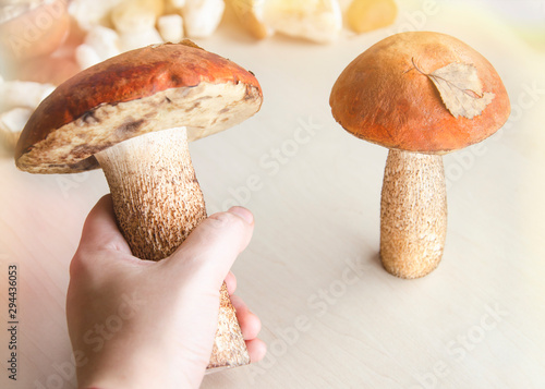 hand holds mushroom on background with mushrooms