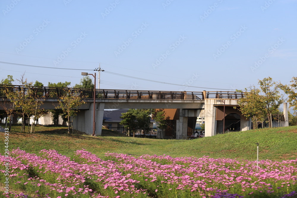 奈良のコスモス畑