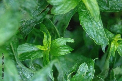 Detail of textures in nature, drops on green leaves