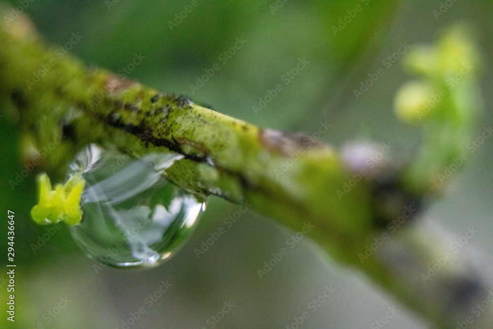Detail of textures in nature, drops on green leaves Detail of textures in nature, drops on green leaves