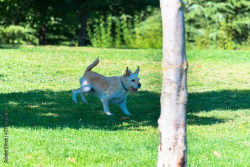 dog running and jumping on the grass © photointruder