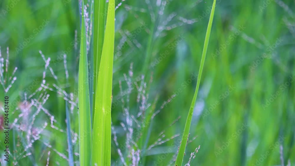 The scenery of flowers with dew after rain and the background of natural rice fields. The scenery of flowers with dew after rain and the background of natural rice fields.