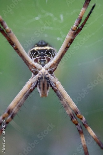 Spider on its spider web taken close up