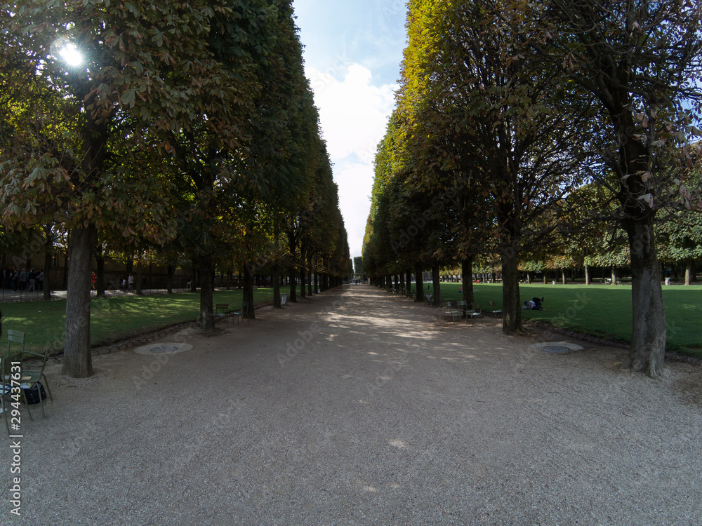 Tree alley in the park