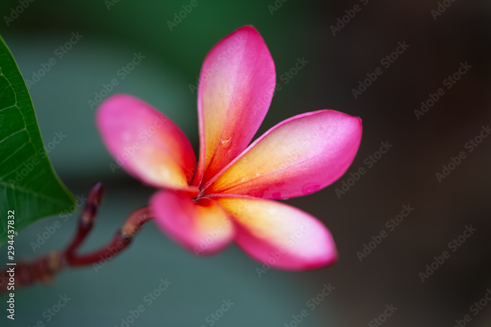 pink frangipani flower