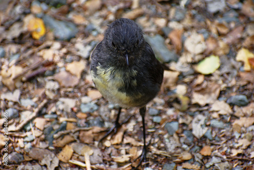 South Island robin, New Zealand endemic bird, (petroica australis)