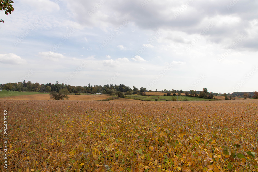field ready for harvest