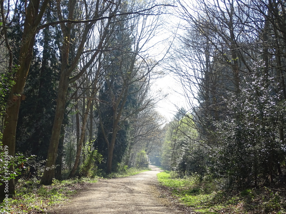 Fototapeta premium Woodland walk