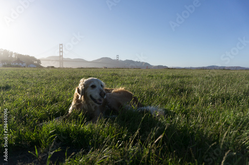 Dog is playing in front of Golden Gate Bridge