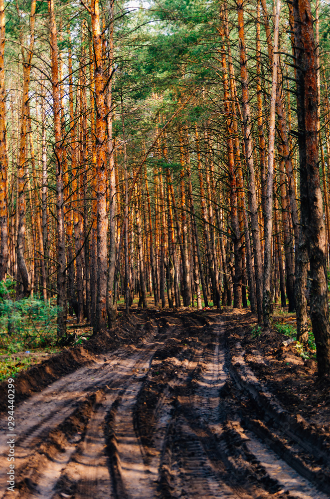 Dirt road in a pine forest. Tall pine trees. nice walk on the day off. Forest landscape Dirt road in a pine forest. Tall pine trees. nice walk on the day off. Forest landscape
