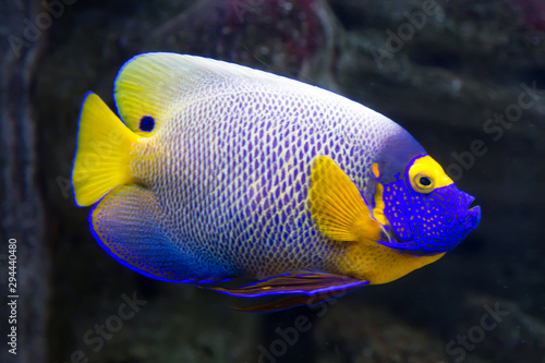Bright beautiful Fish yellow angel (Pomacanthus xanthometopon) swims on a background of blue water. Marine life, fish. © Victor1153