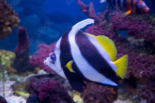 Bright beautiful butterfly Fish long-finned pennant, Heniochus acuminatus, swims in the aquarium. Marine life, fish.