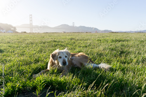 Dog is playing in front of Golden Gate Bridge