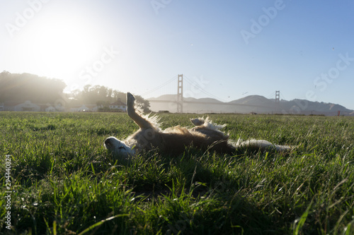 Dog is playing in front of Golden Gate Bridge