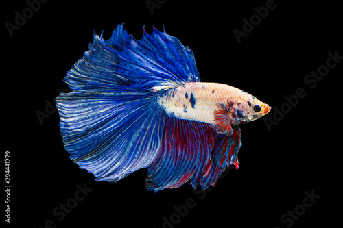 The moving moment beautiful of white and blue siamese betta fish or fancy betta splendens fighting fish in thailand on black background. Thailand called Pla-kad or half moon biting fish. © Soonthorn