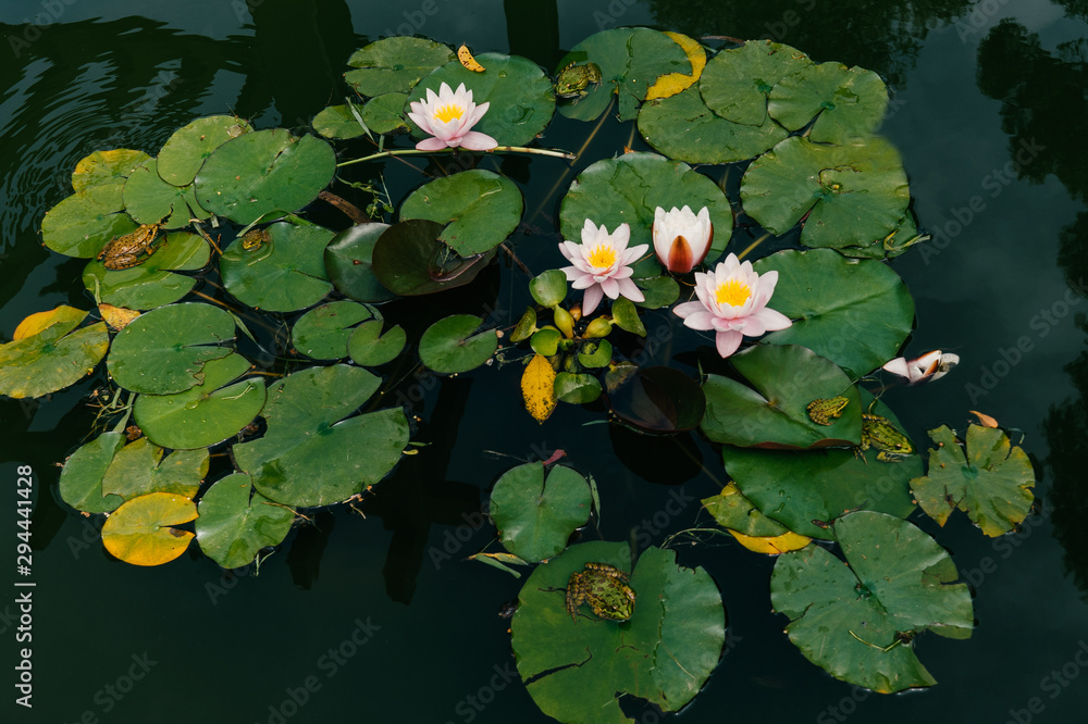 Water Lily bloom and frogs. Water Lily bloom and frogs.
