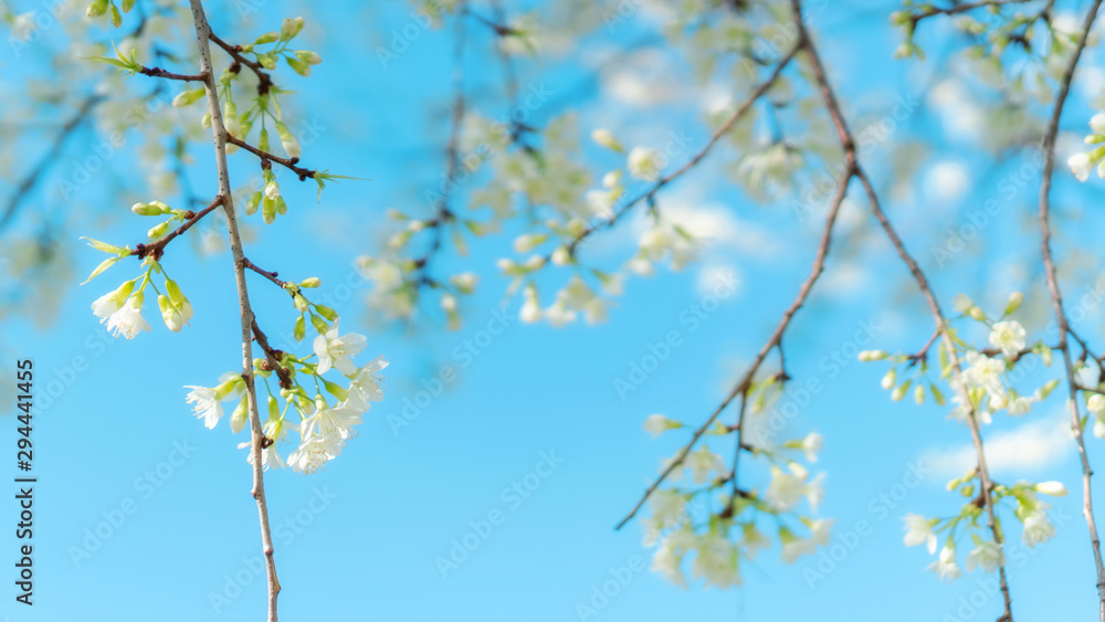 White wild Himalayan cherry blossom in a garden. White wild Himalayan cherry blossom in a garden.