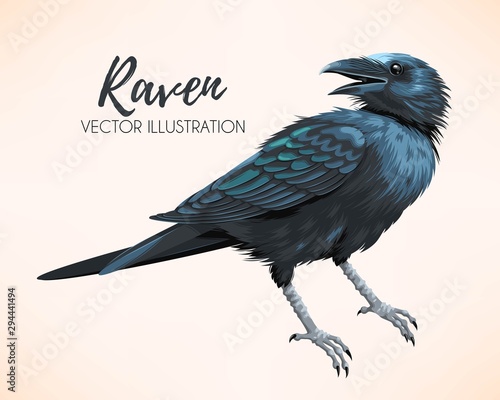 Vector illustration of high detailed black raven