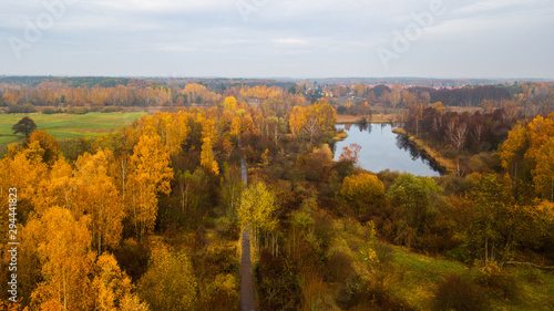 Autumn forest