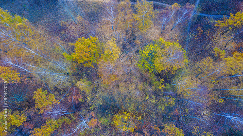 Autumn forest