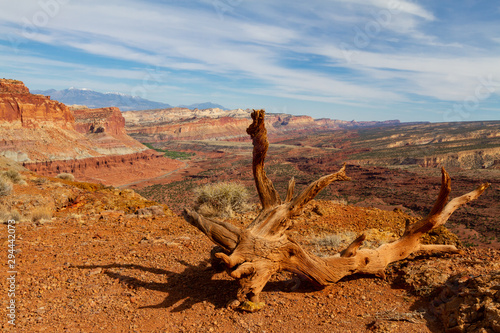 Scenic Landscape view of Capitol Reef National Park with a twisted tree in the foreground 