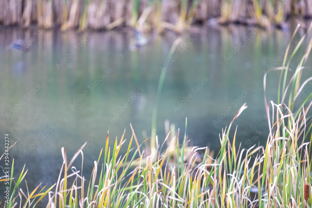 green grass in the water green grass in the water