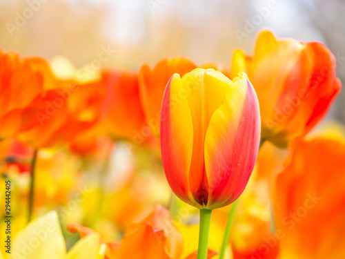 Closeup of vivid or vibrant orange and yellow tulip flower with blurry garden or park background.