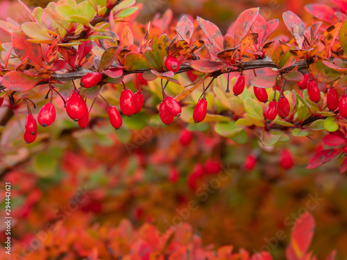 Branch with berries of barberry with red leaves. Autumn. Framing the top of the frame.