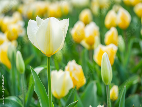 Closeup of soft white and yellow tulip flower in the field or meadow at the park or garden.