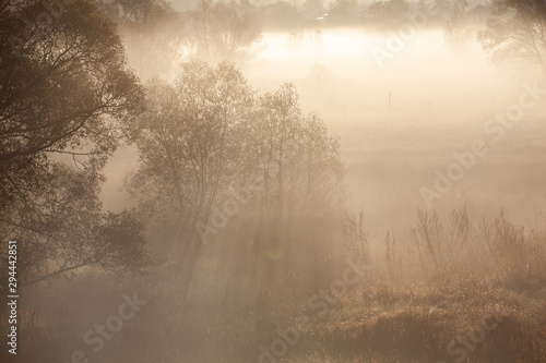 Misty forest landscape in the morning  Russia