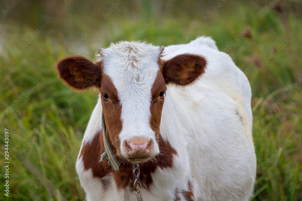 Young cow in white and brown suit on a blurred background in a pasture_