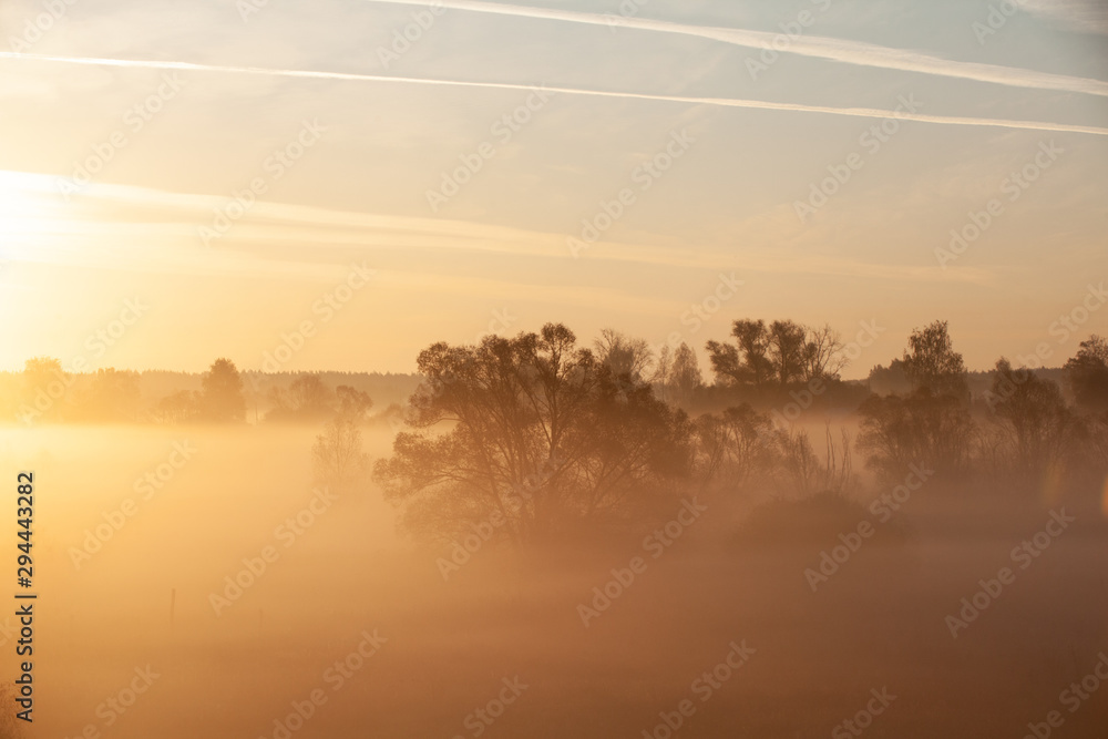 Misty forest landscape in the morning, Russia