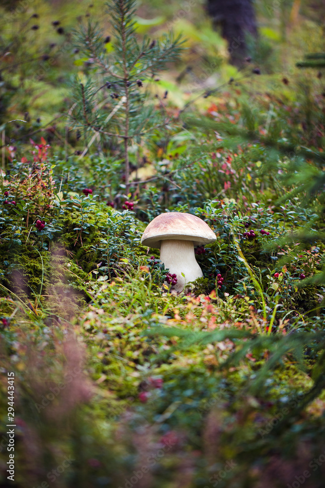 Fototapeta premium Wild raw boletus mushroom in Latvian forest