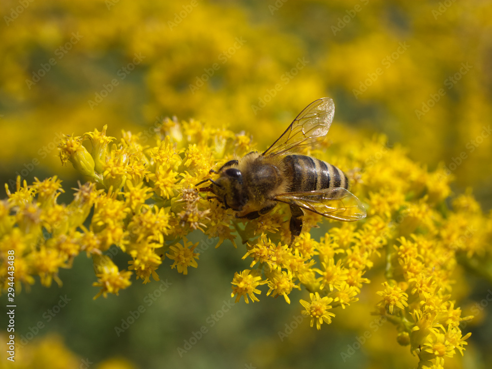 Pszczoła miodna (Apis mellifera) na kwiatach nawłoci pospolitej (Solidago virgaurea L.)