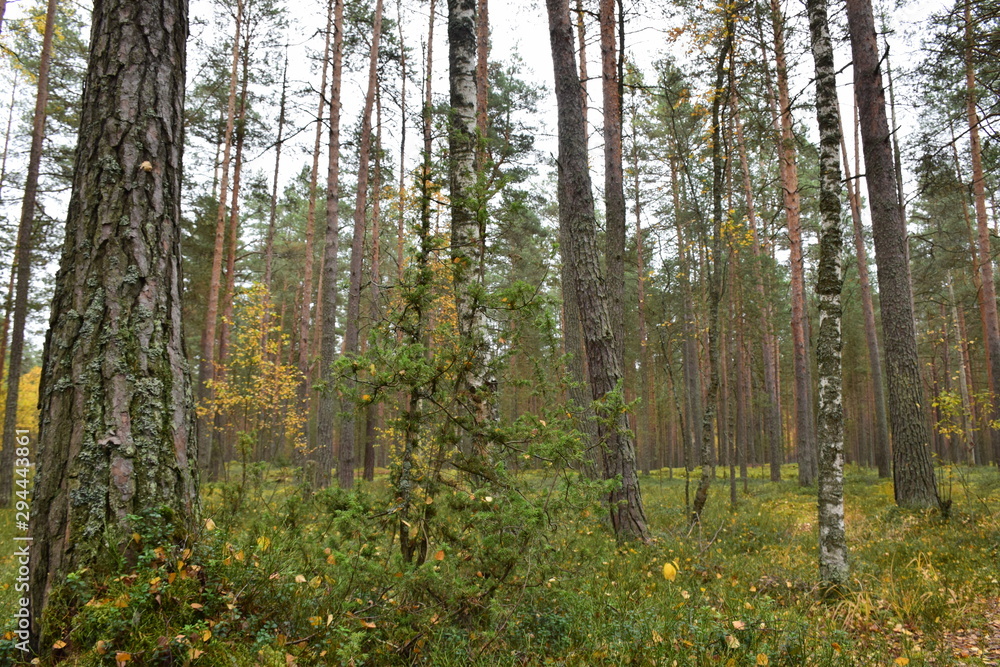 Obraz premium autumn forest