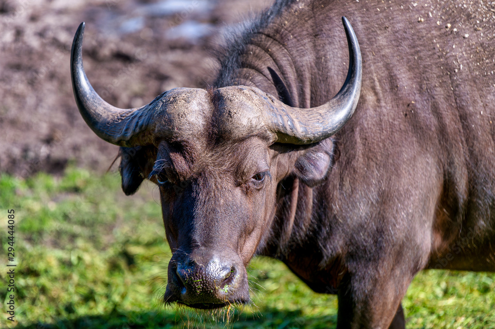 Fototapeta premium Close up of an African buffalo