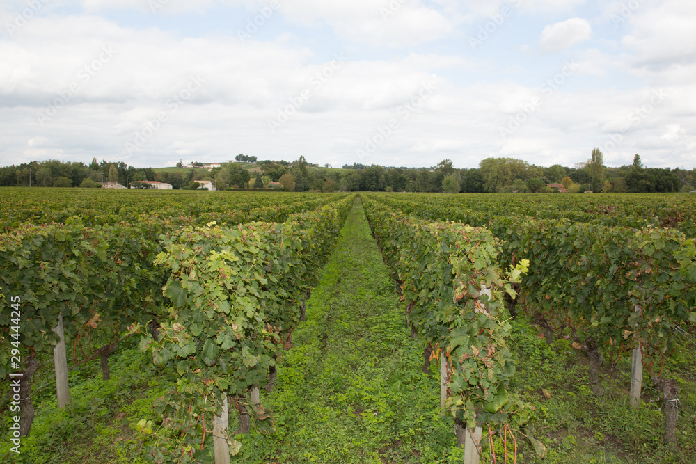 view on french vineyards in Saint Emilion village Bordeaux in France