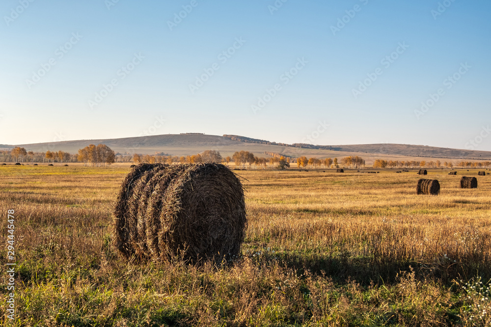 roll of fresh hay in the autumn field, livestock feed