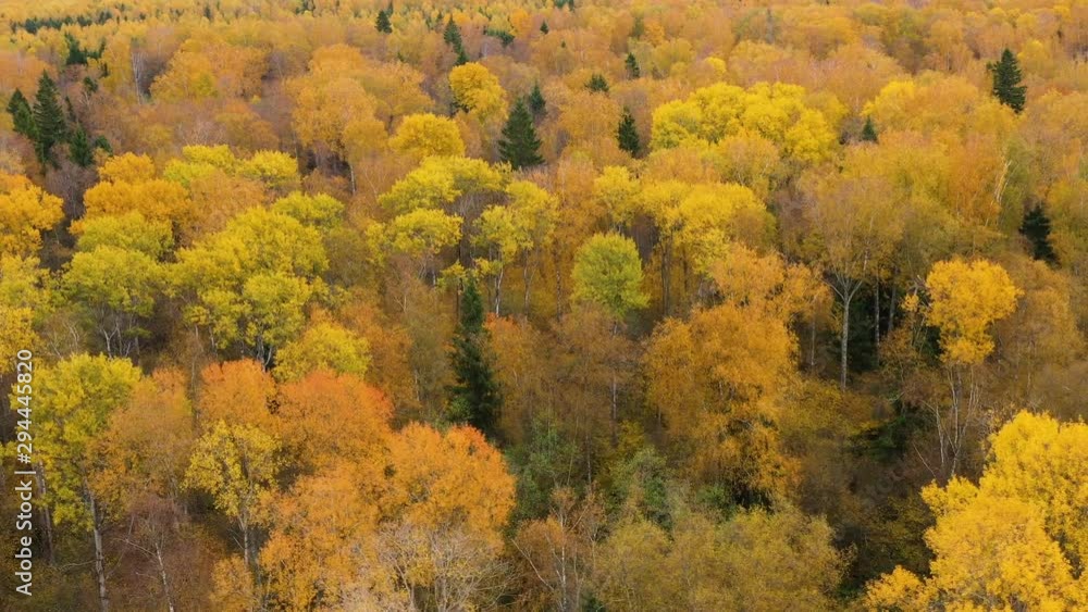 Bright autumn forest, top view. Crowns of trees with yellow foliage. Deciduous forest in the fall. Bright autumn forest, top view. Crowns of trees with yellow foliage. Deciduous forest in the fall.