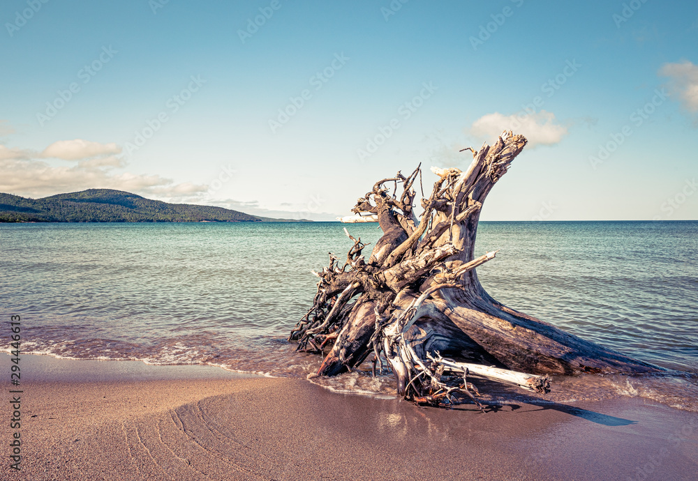 Fototapeta premium Driftwood stump on the beach