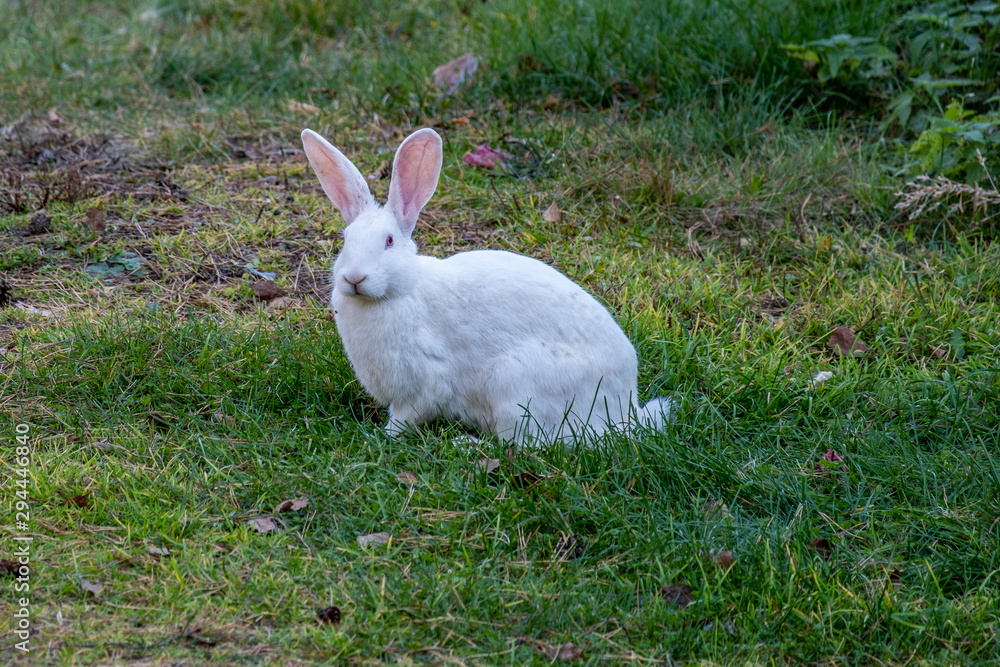 White rabbit walks on a green meadow White rabbit walks on a green meadow