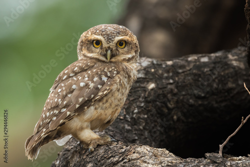 Spotted Owlet from Chennai Tamil Nadu India